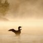 loon at sunset best things to in upper peninsula michigan 85x85