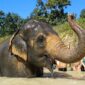 Elephants bathing in a river in Thailand